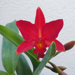 sophrolaeliocattleya Little Hazel