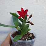 sophrolaeliocattleya Little Hazel