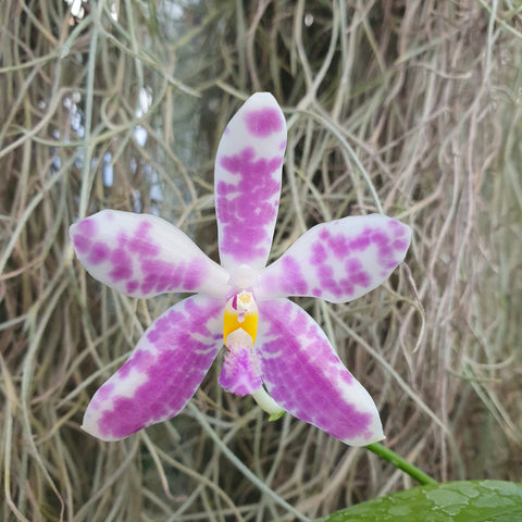 Phalaenopsis speciosa x pulchra