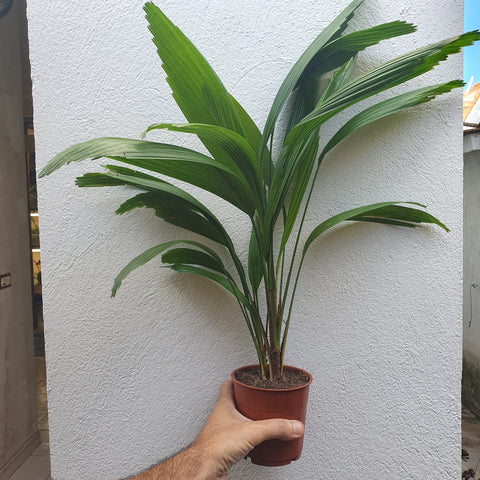 Licuala grandis