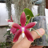 Phalaenopsis tetraspis red