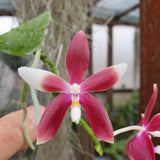 Phalaenopsis tetraspis red