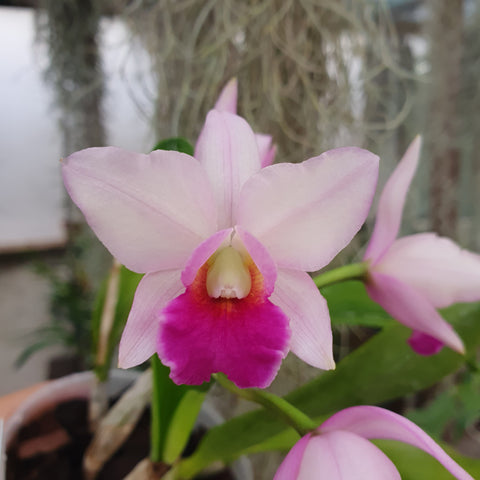 Cattleya Gerd Röllke