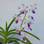 Rhynchostylis coelestis x vanda luzonica