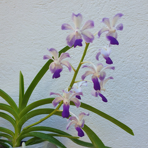 Rhynchostylis coelestis x vanda luzonica