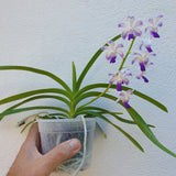 Rhynchostylis coelestis x vanda luzonica