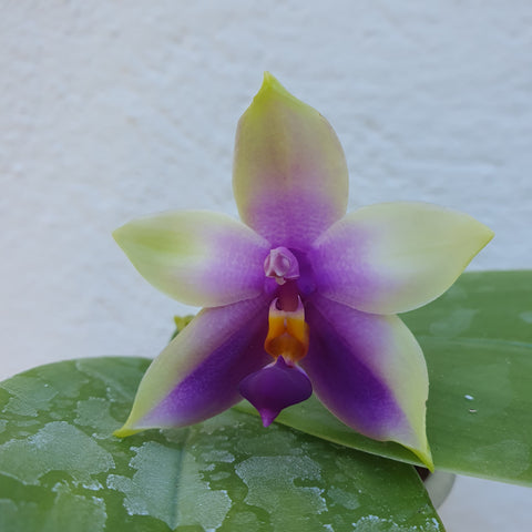 phalaenopsis bellina blue