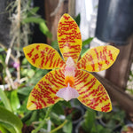 phalaenopsis fasciata hybride
