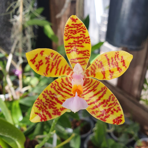phalaenopsis fasciata hybride