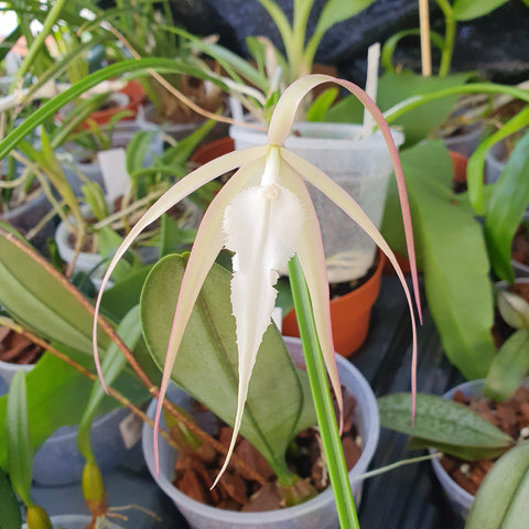 Brassavola Little Yaki
