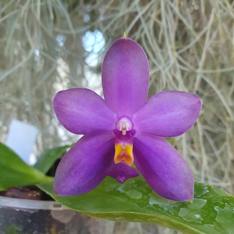 Phalaenopsis violacea coerulea