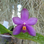 Phalaenopsis violacea coerulea