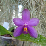 Phalaenopsis violacea coerulea