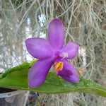 Phalaenopsis violacea coerulea
