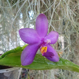 Phalaenopsis violacea coerulea
