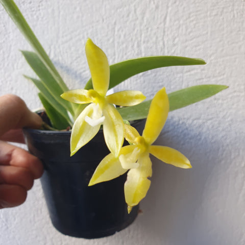 Phalaenopsis cornu cervi flava