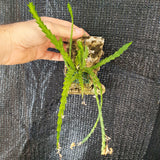 Lockhartia goyazensis