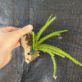 Lockhartia goyazensis