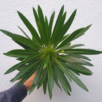 Pachypodium lamerei