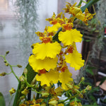 Oncidium type pluie d'or