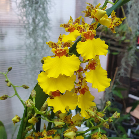 Oncidium type pluie d'or