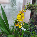 Oncidium type pluie d'or