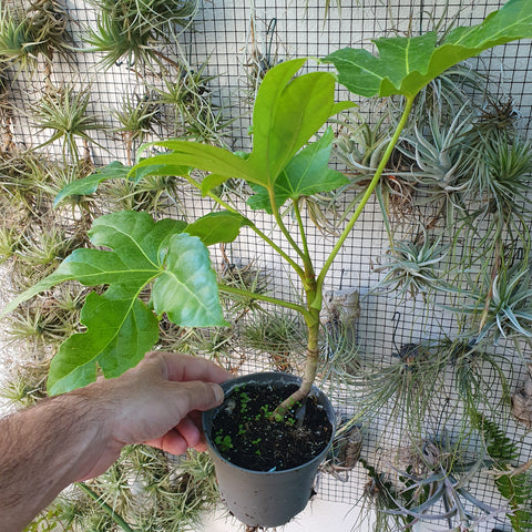 Fatsia japonica 30cm