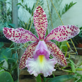 Cattleya brabantiae