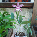 Cattleya brabantiae
