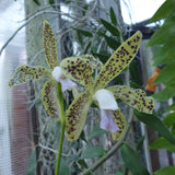 Cattleya guttata var coerulea