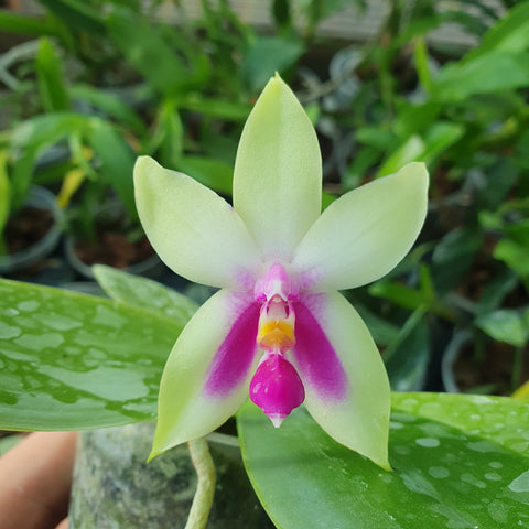 phalaenopsis bellina fire shape