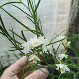 Dendrobium equitans
