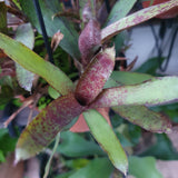 Neoregelia liliputiana hybride