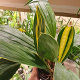 stanhopea lietzei
