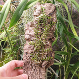 Cleisostoma scolopendrifolius