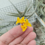 Tillandsia Ixioides