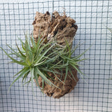 Tillandsia bergeri sur écorce