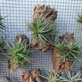 Tillandsia bergeri sur écorce