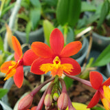 Epidendrum radicans "nordic fire"