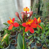 Epidendrum radicans "nordic fire"