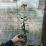 Epidendrum radicans "nordic fire"