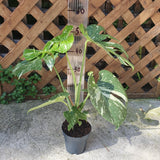 Monstera Thai constellation