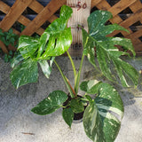Monstera Thai constellation