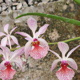 Holcoglossum subulifolium x rhynchostylis gigantea orange