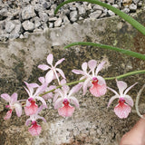 Holcoglossum subulifolium x rhynchostylis gigantea orange