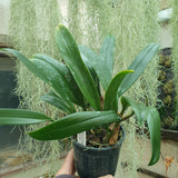 Bulbophyllum longissimum XL