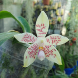 Phalaenopsis fimbriata x sumatrana