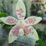 Phalaenopsis fimbriata x sumatrana