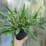 Bulbophyllum falcatum XL