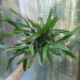 Bulbophyllum falcatum XL